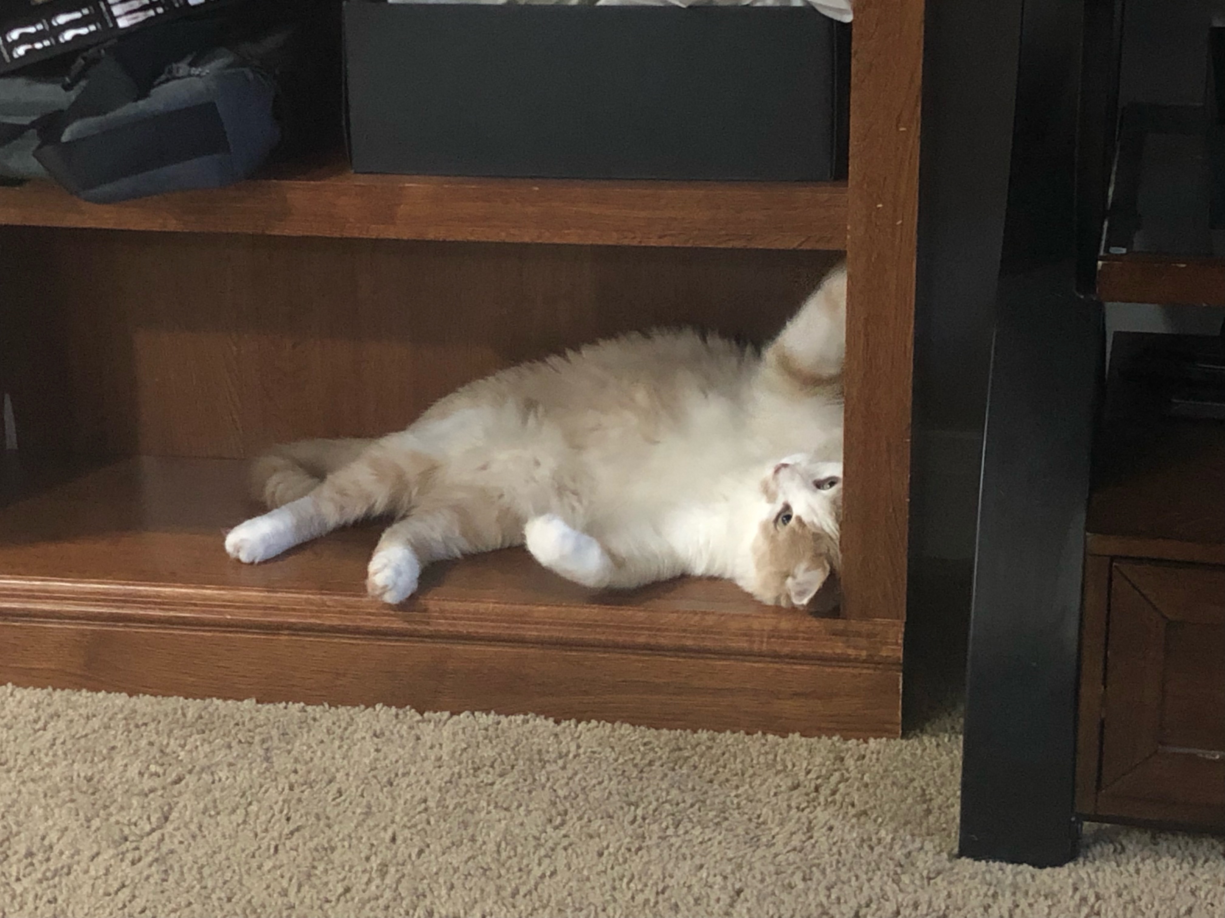 Cosmo thinking about taking over the world