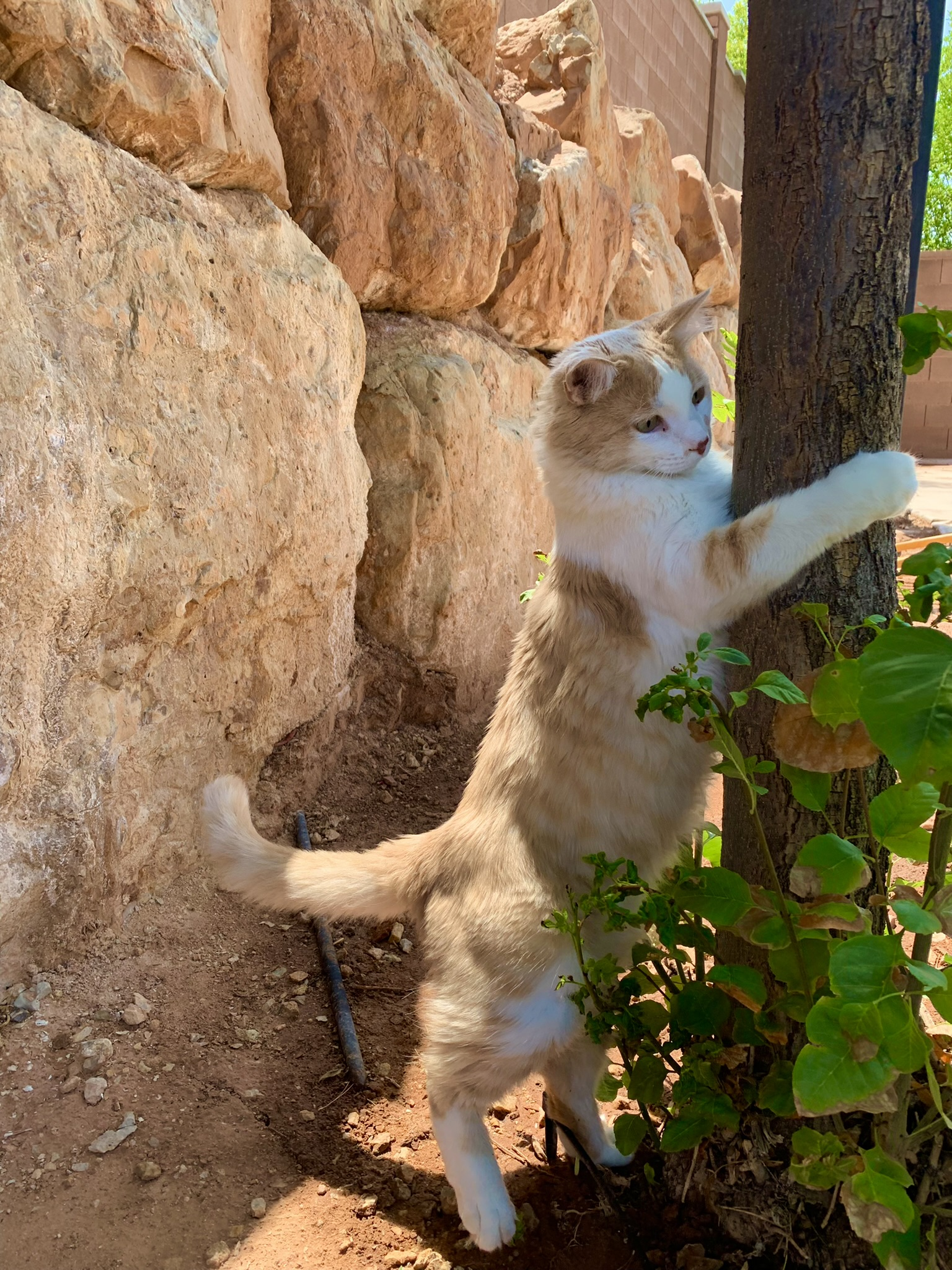 Cosmo enjoing Nature